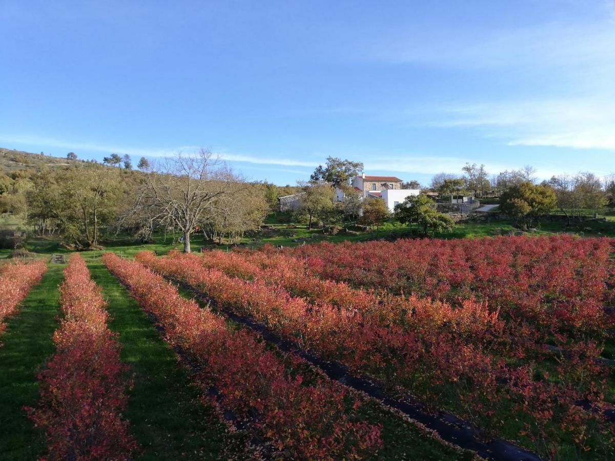 Quinta Dos Carvalhais - Serra Da Estrela Fornos de Algodres Buitenkant foto